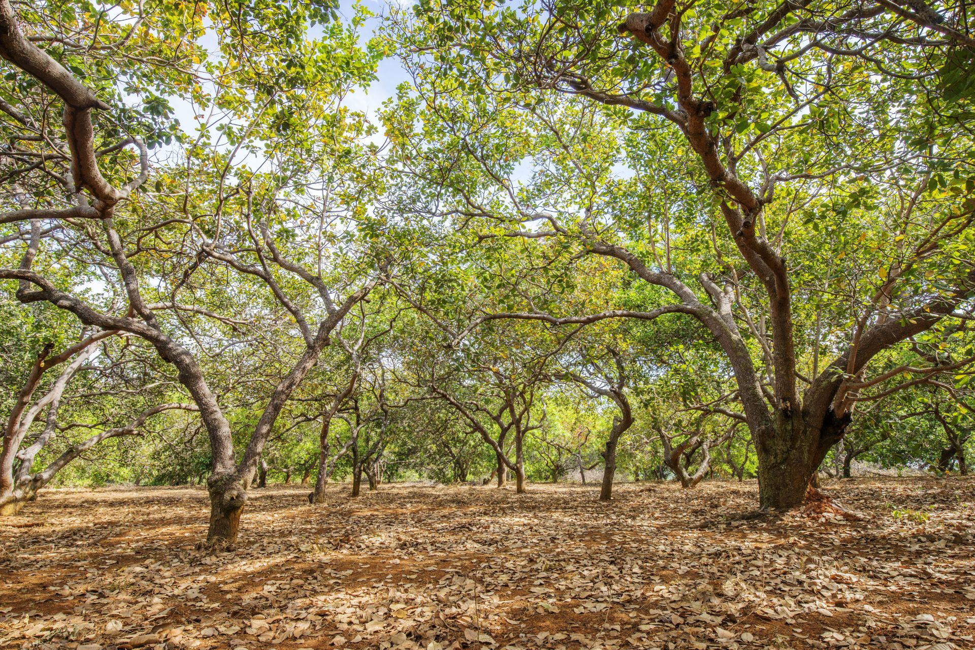 Banner Giới Thiệu